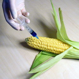新型转基因玉米产量提高10