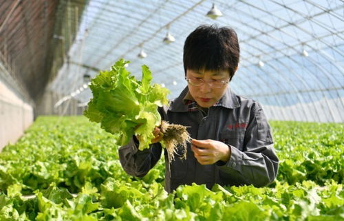 一亩地 的供给侧改革 天津现代都市型农业 种 出新高度